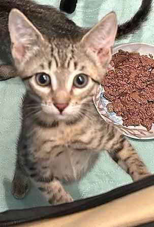 Gabby =^.^=