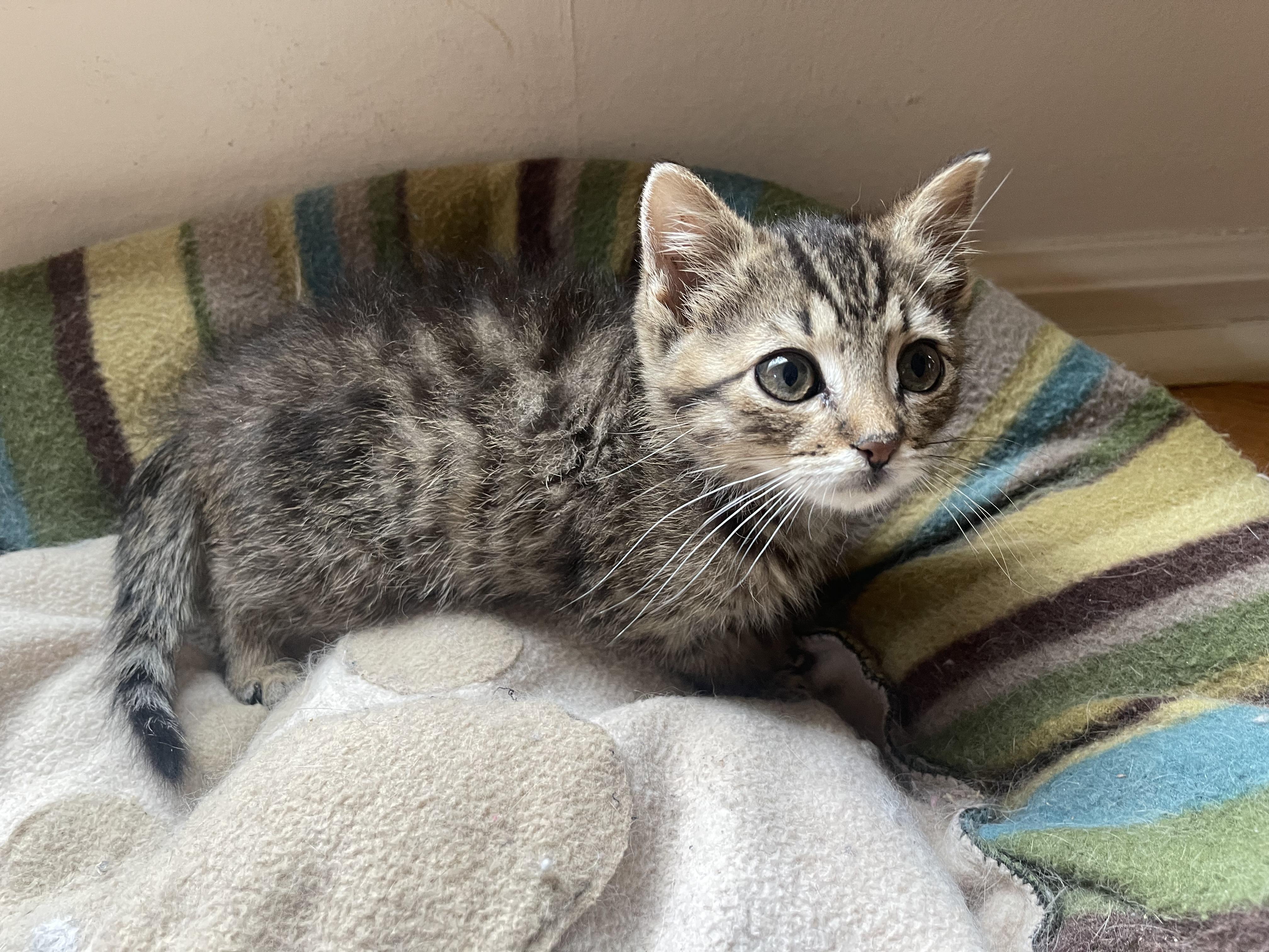 Enlarge Sènor Maurice, an adopted Domestic Short Hair in Nutley, NJ image 3/3