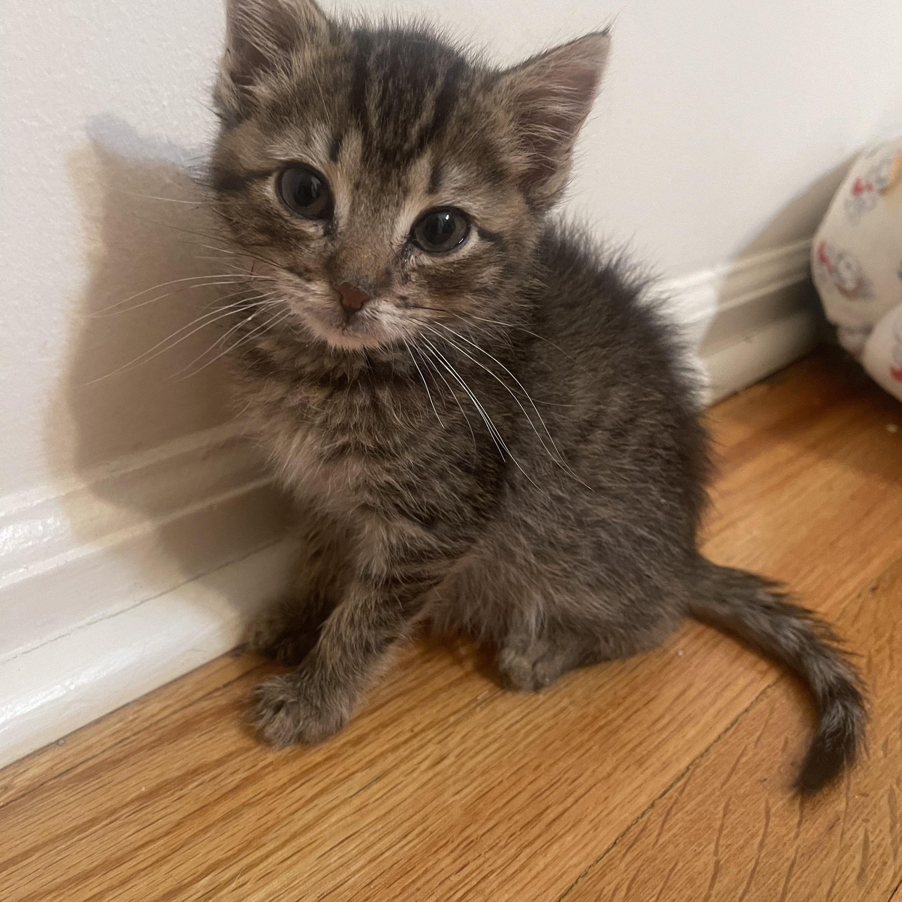 Enlarge Sènor Maurice, an adopted Domestic Short Hair in Nutley, NJ image 2/3