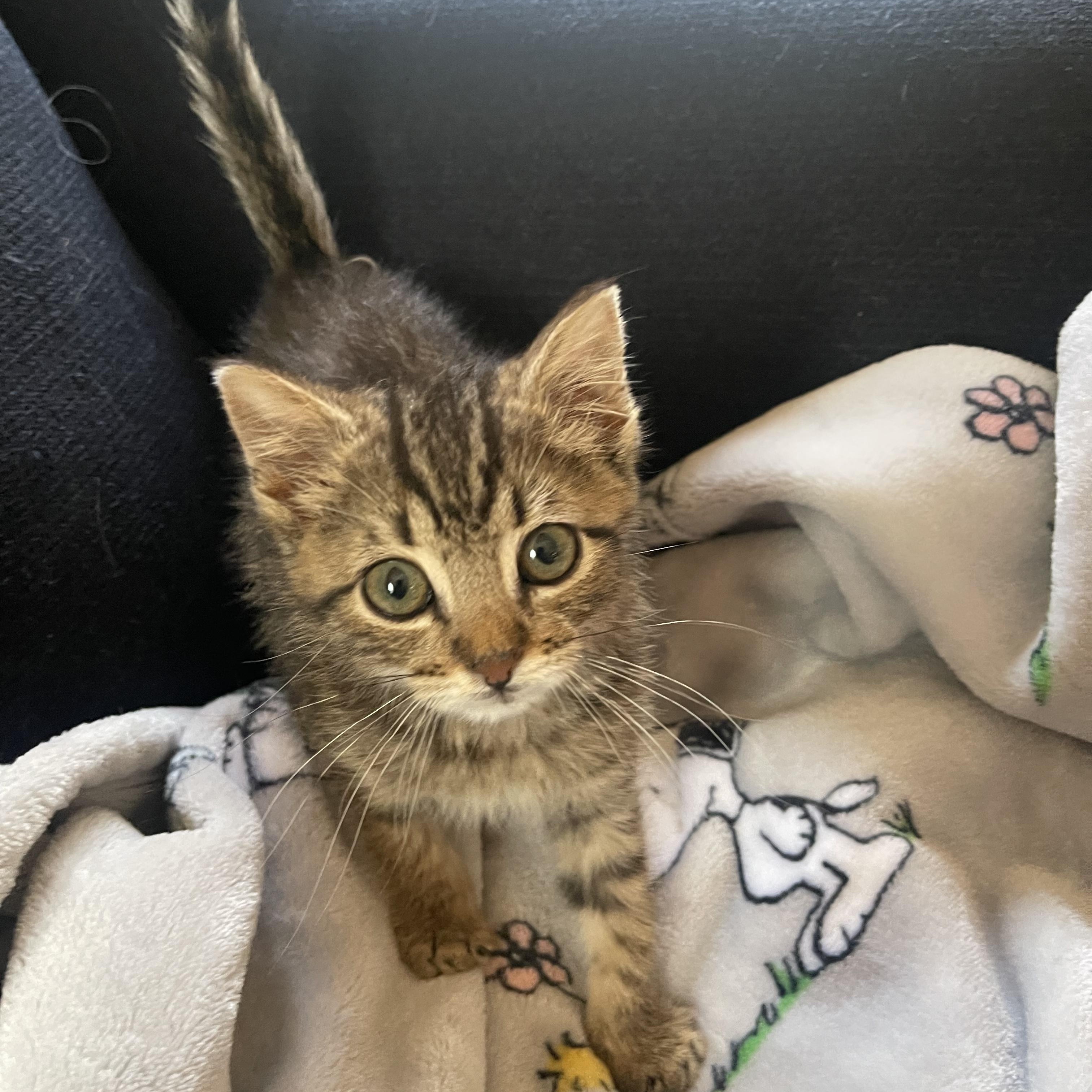 Sènor Maurice, adopted, Kitten Male Domestic Short Hair.