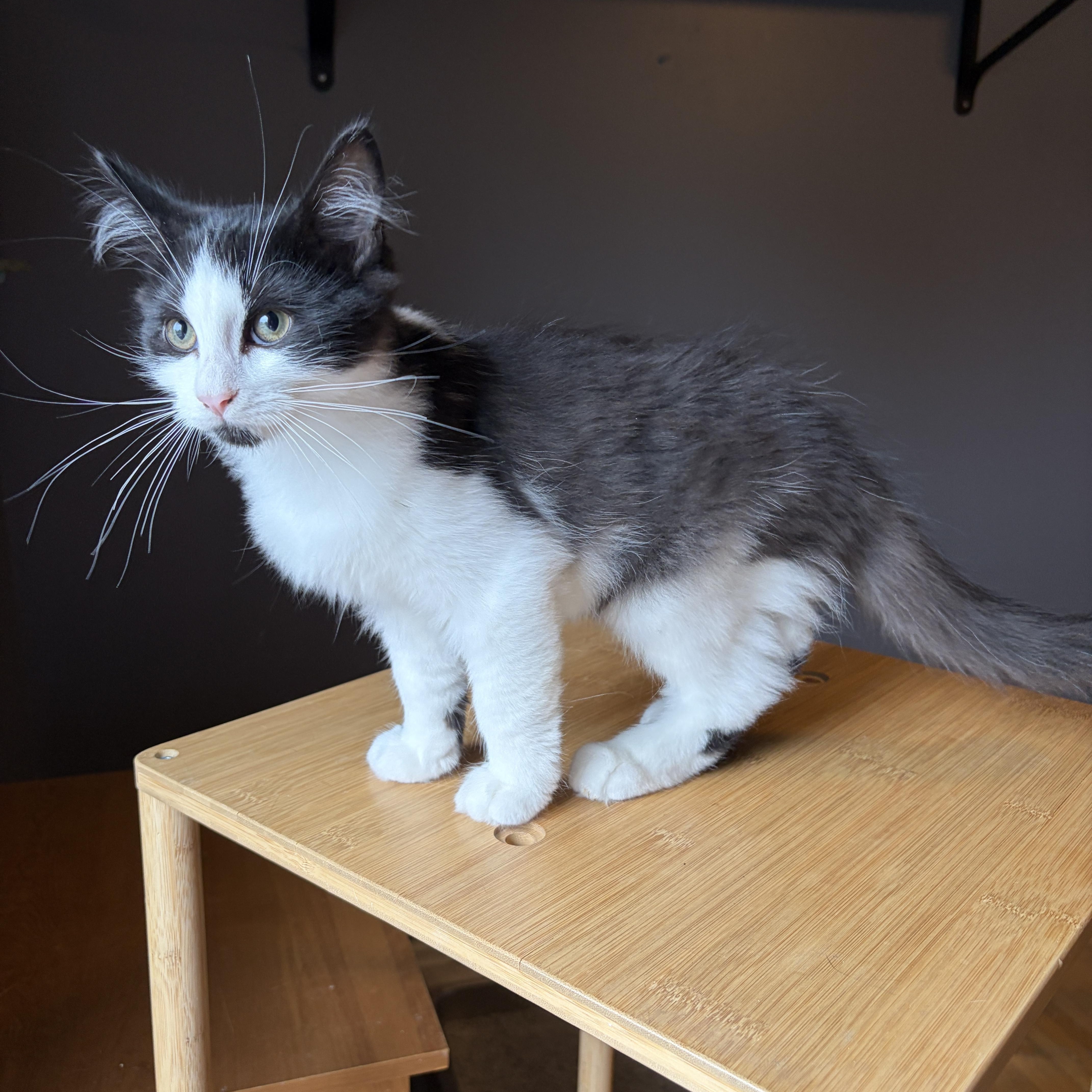 Enlarge GRIFFIN, a Adopted Tuxedo in Shakespeare, ON image 6/6