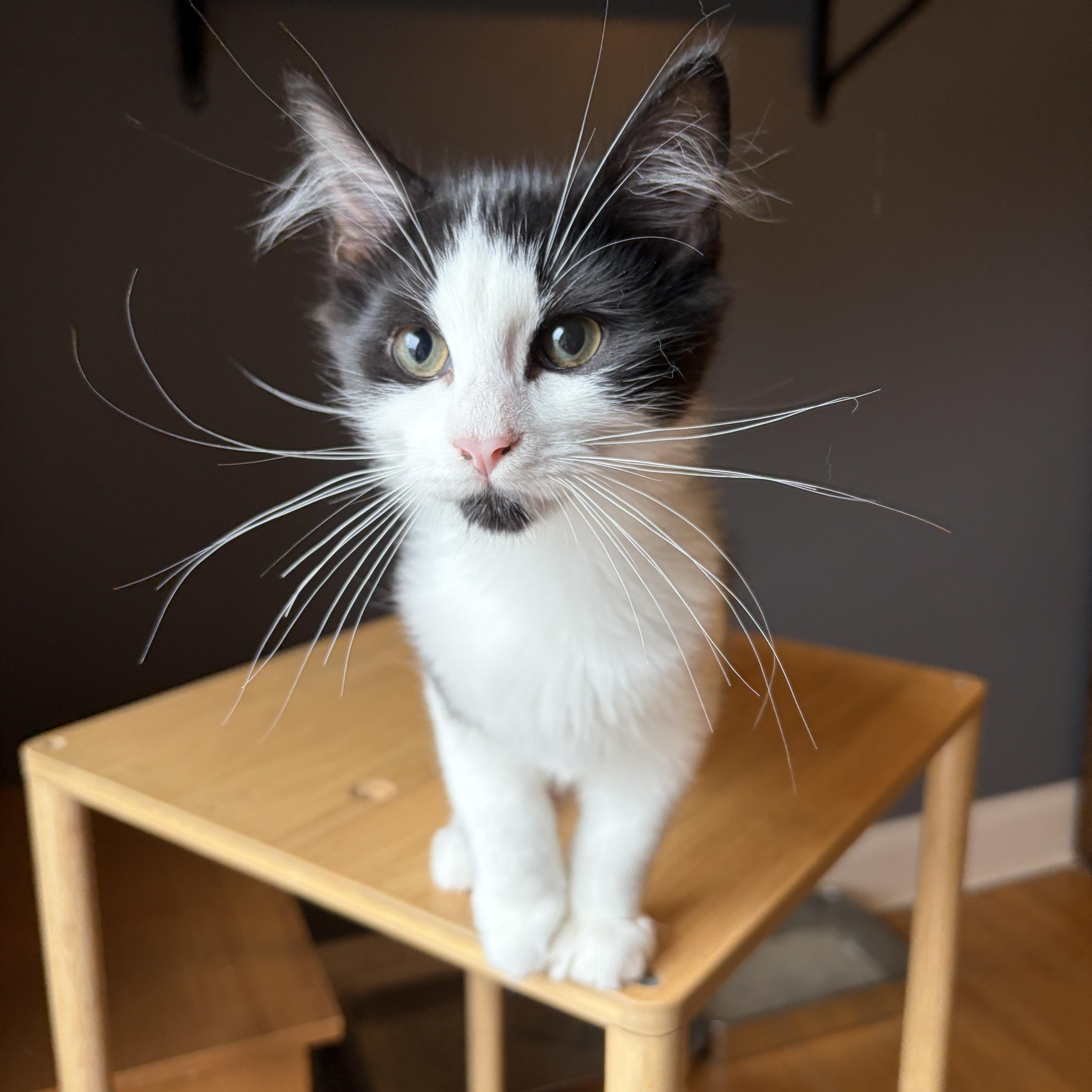GRIFFIN, Adopted, Kitten Male Tuxedo.