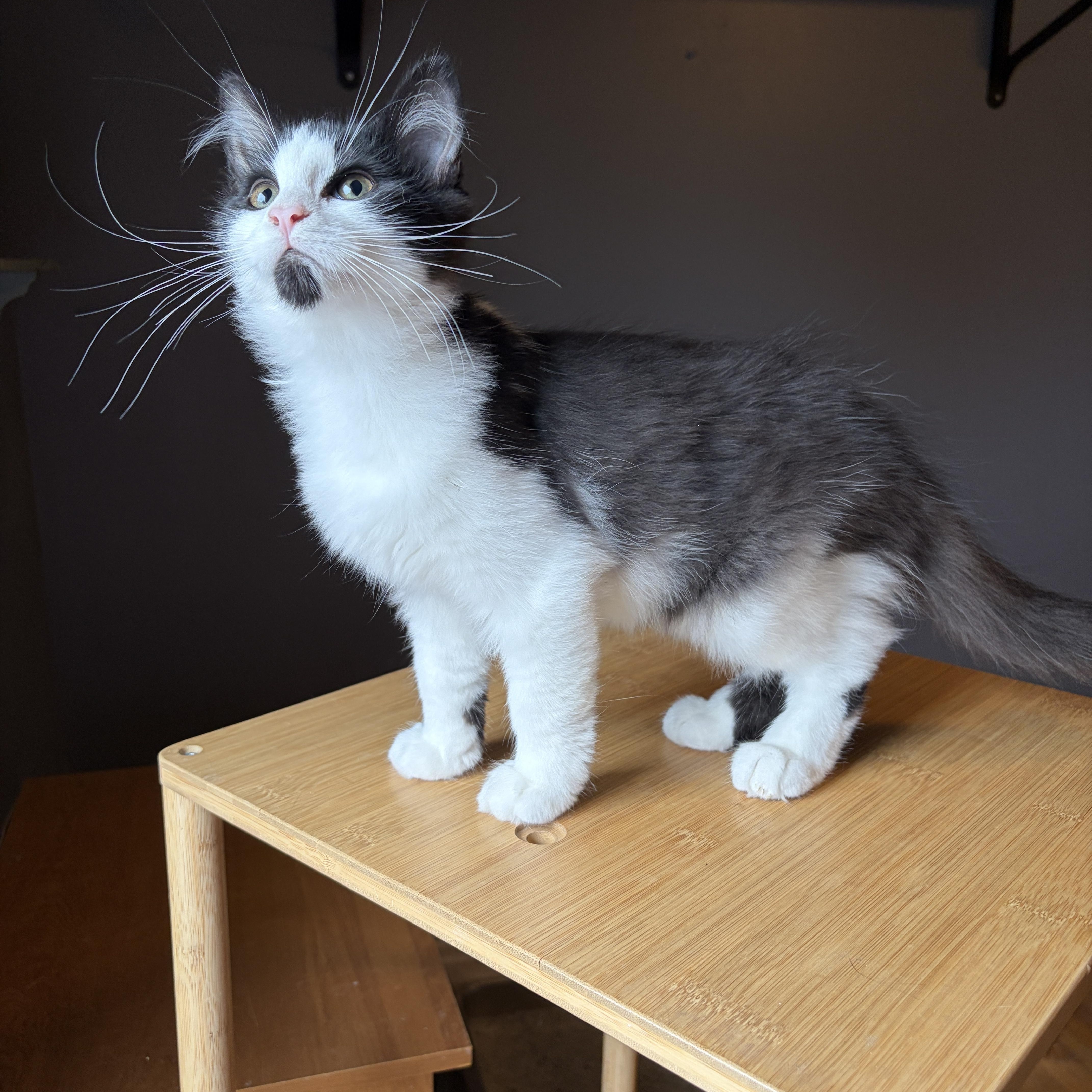 Enlarge GRIFFIN, a Adopted Tuxedo in Shakespeare, ON image 5/6