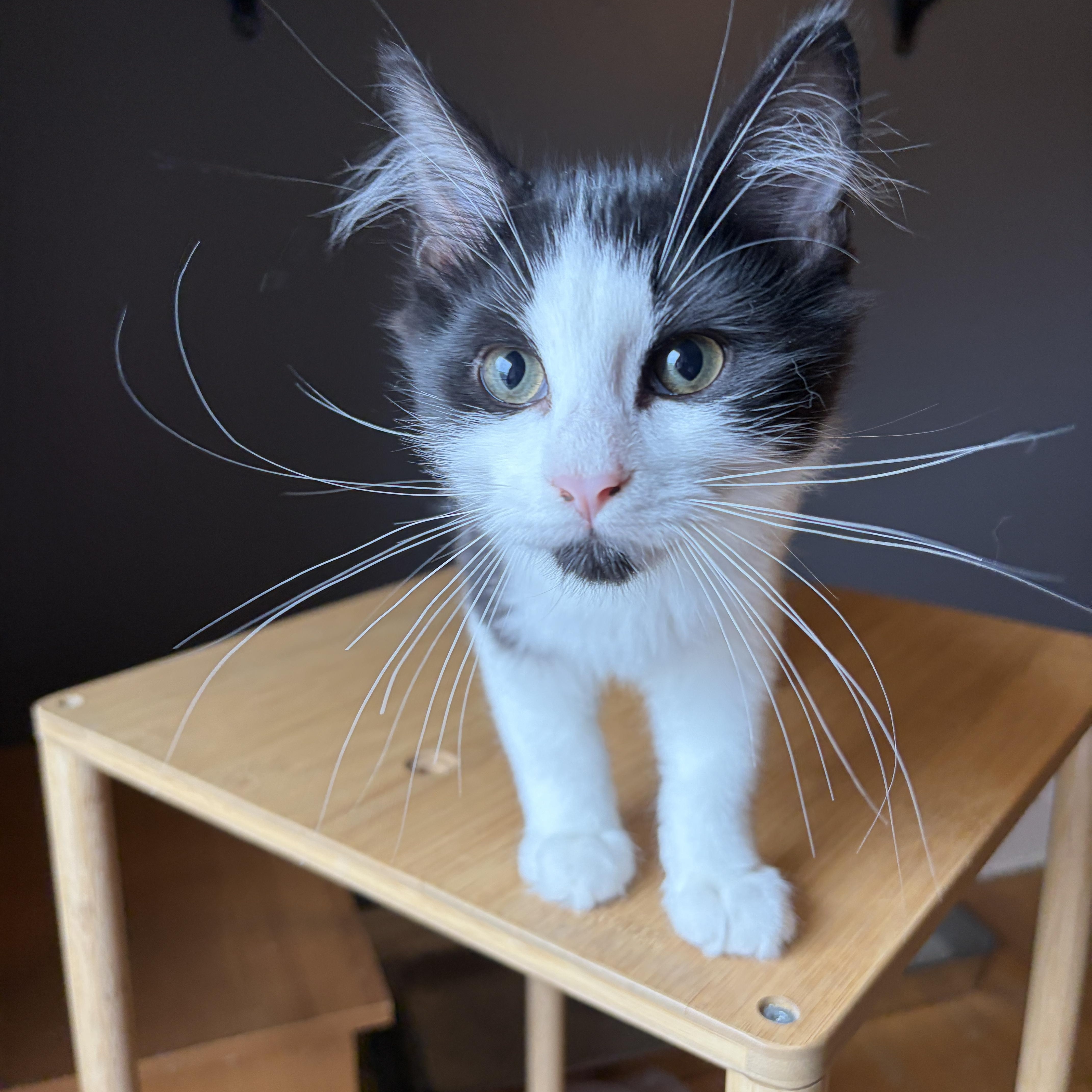 Enlarge GRIFFIN, a Adopted Tuxedo in Shakespeare, ON image 2/6