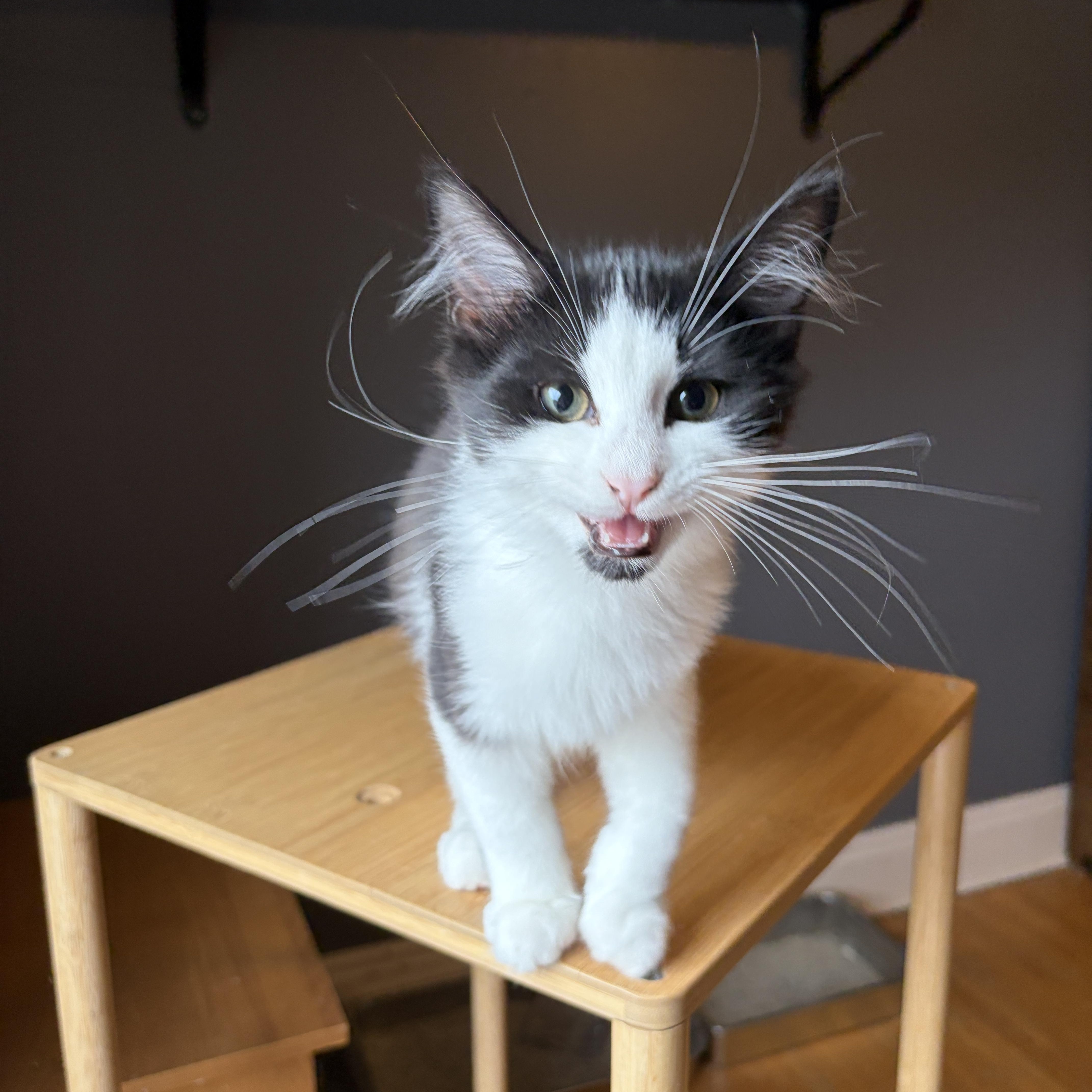 Enlarge GRIFFIN, a Adopted Tuxedo in Shakespeare, ON image 3/6