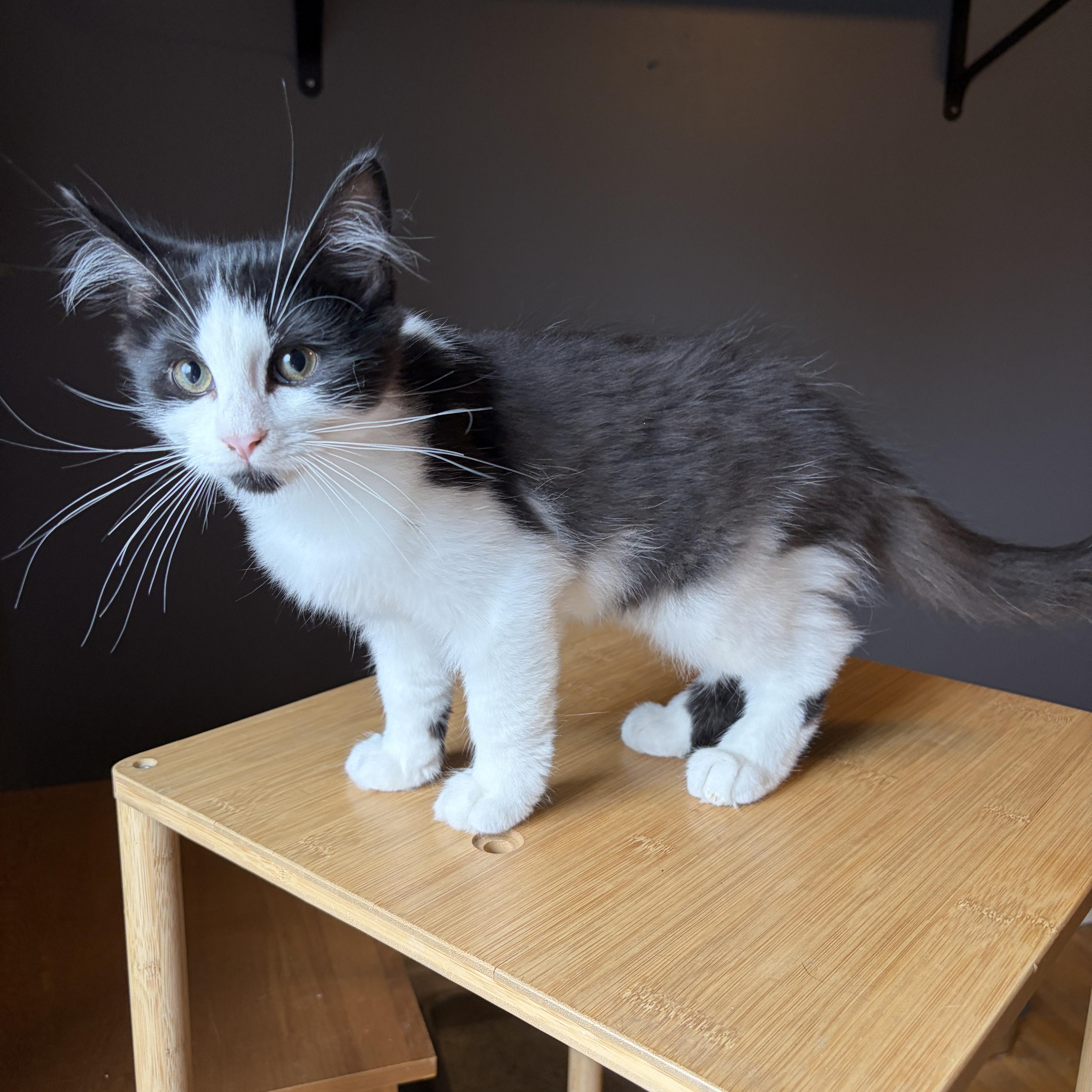 Enlarge GRIFFIN, a Adopted Tuxedo in Shakespeare, ON image 4/6