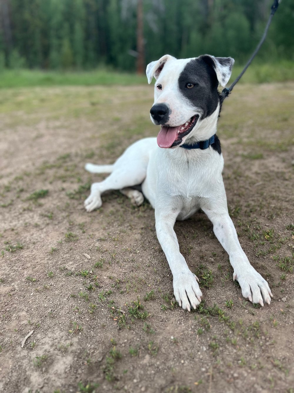 River, a Adopted Labrador Retriever image 1/4