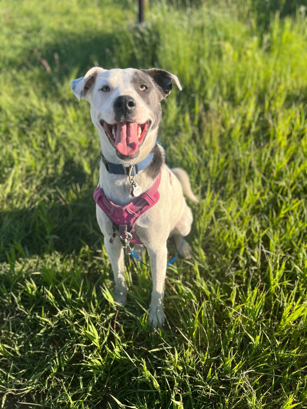 River, a Adopted Labrador Retriever image 2/4
