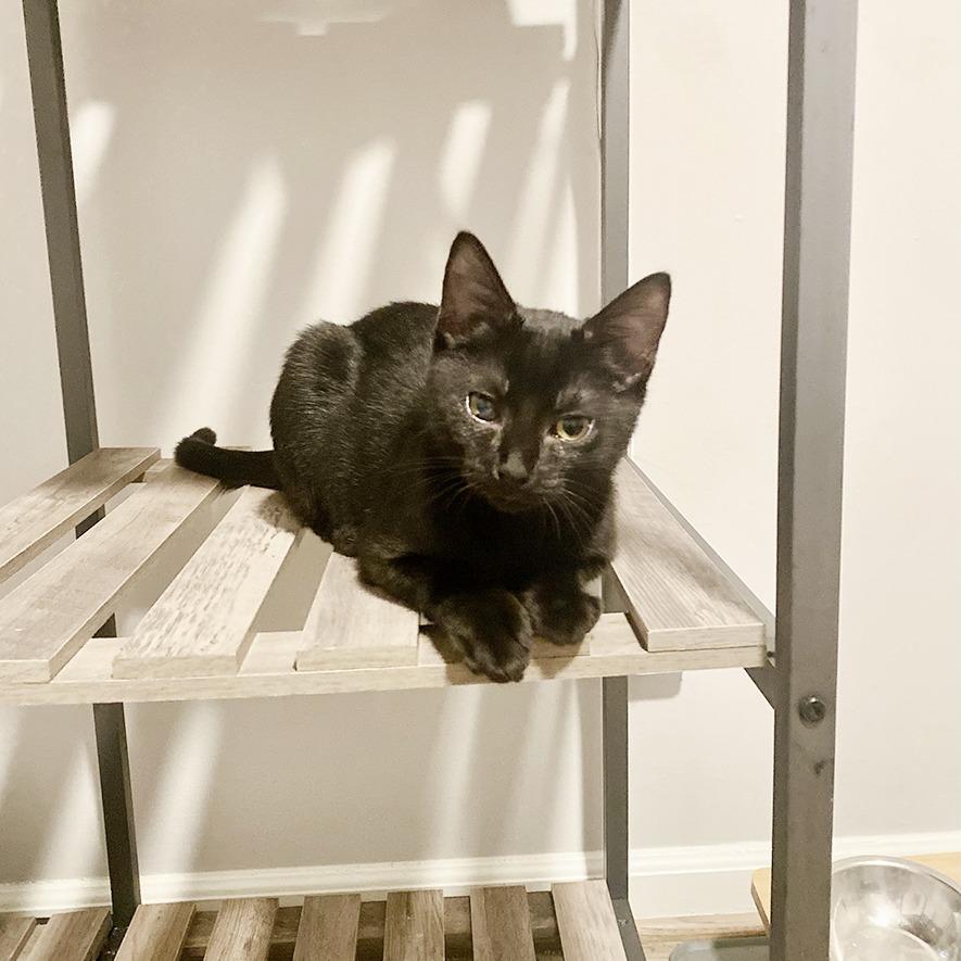 Enlarge Billy, a Adoptable Domestic Short Hair in Durham, NC image 1/5