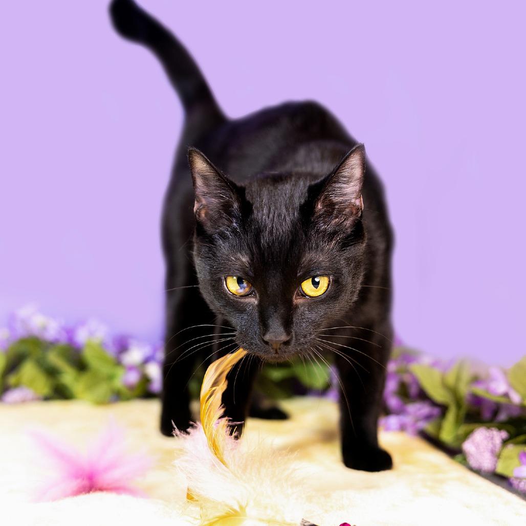 Billy, Adoptable, Young Male Domestic Short Hair.