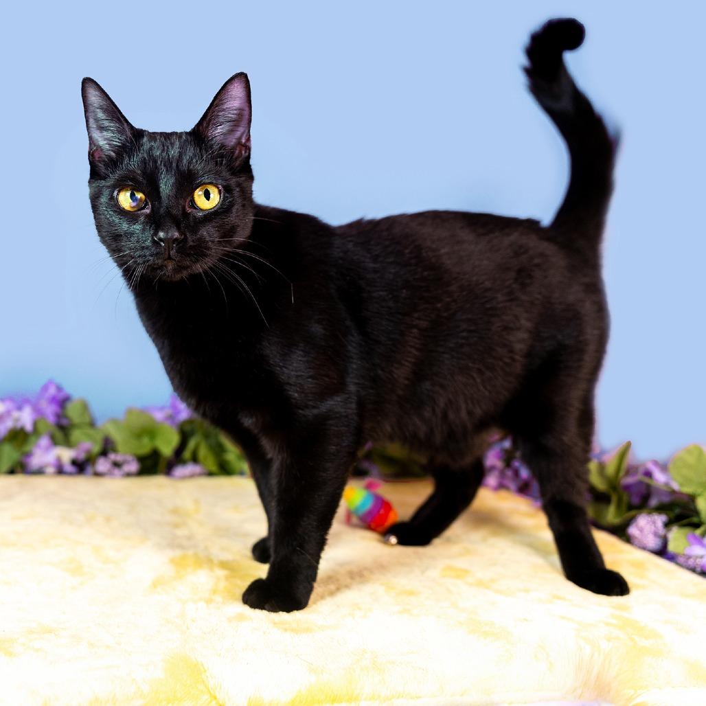 Enlarge Billy, a Adoptable Domestic Short Hair in Durham, NC image 2/5