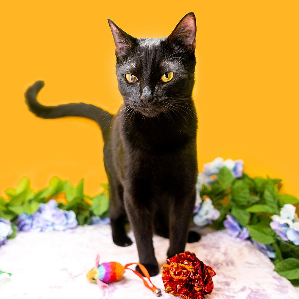 Enlarge Billy, a Adoptable Domestic Short Hair in Durham, NC image 3/5