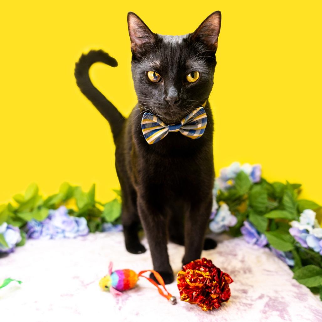 Enlarge Billy, a Adoptable Domestic Short Hair in Durham, NC image 4/5