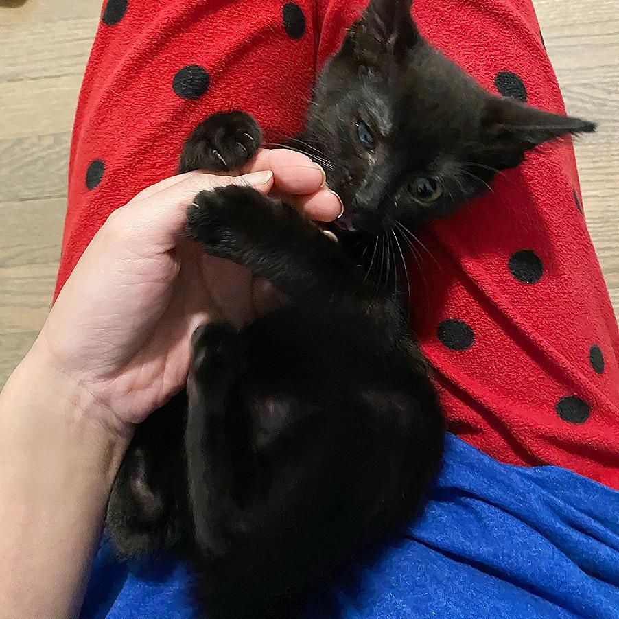 Enlarge Billy, a Adoptable Domestic Short Hair in Durham, NC image 4/5