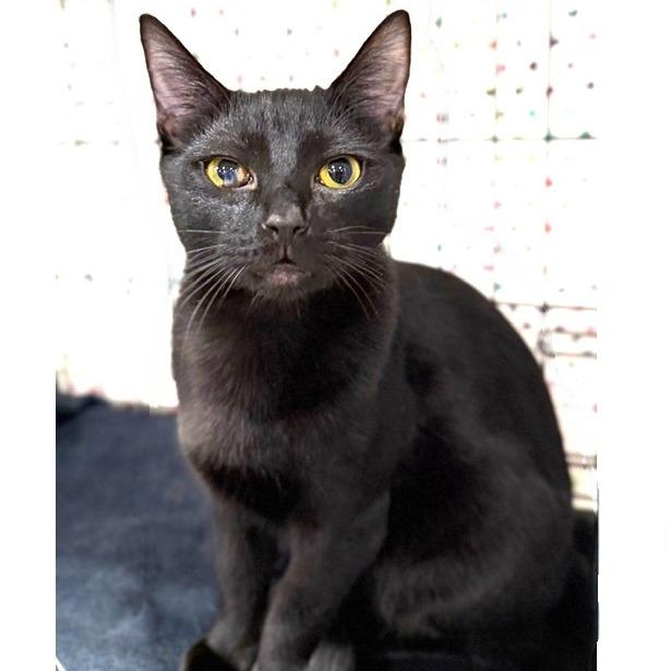 Enlarge Billy, a Adoptable Domestic Short Hair in Durham, NC image 4/5