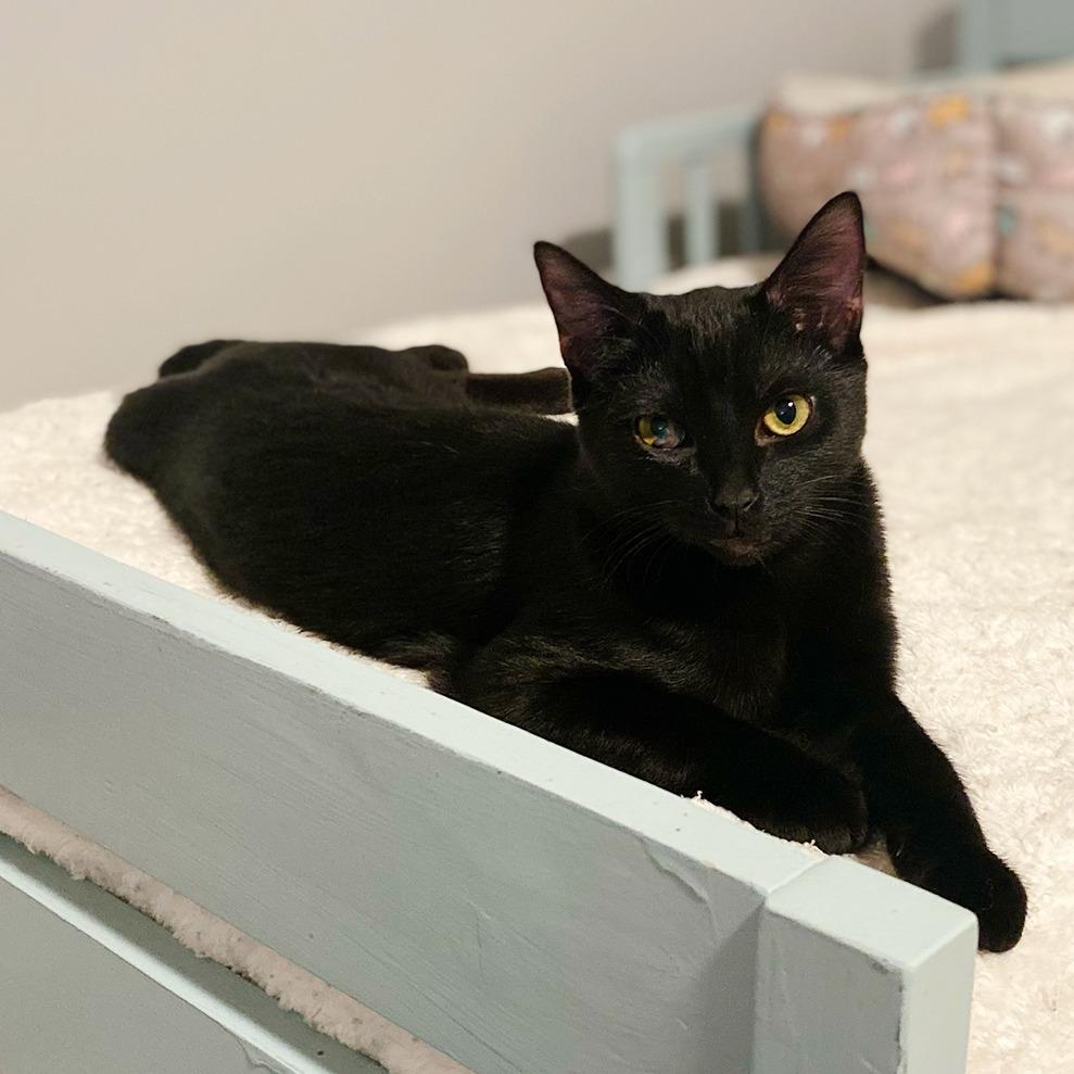 Enlarge Billy, a Adoptable Domestic Short Hair in Durham, NC image 5/5