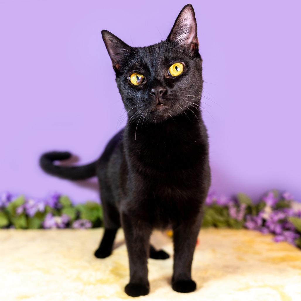 Enlarge Billy, a Adoptable Domestic Short Hair in Durham, NC image 5/5