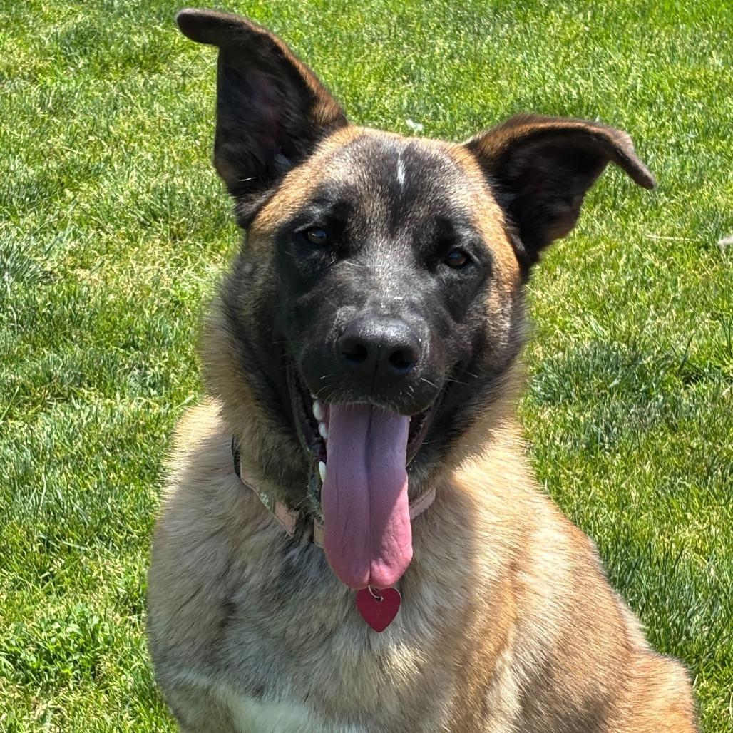 Gunther, Adoptable, Adult Male Mixed Breed.