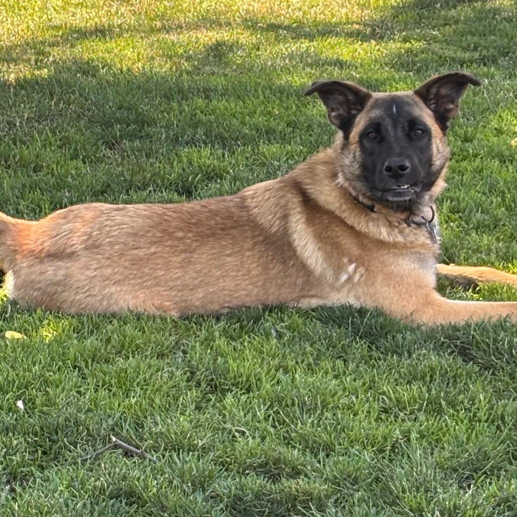 Enlarge Gunther, a Adoptable Mixed Breed in Medford, OR image 2/4