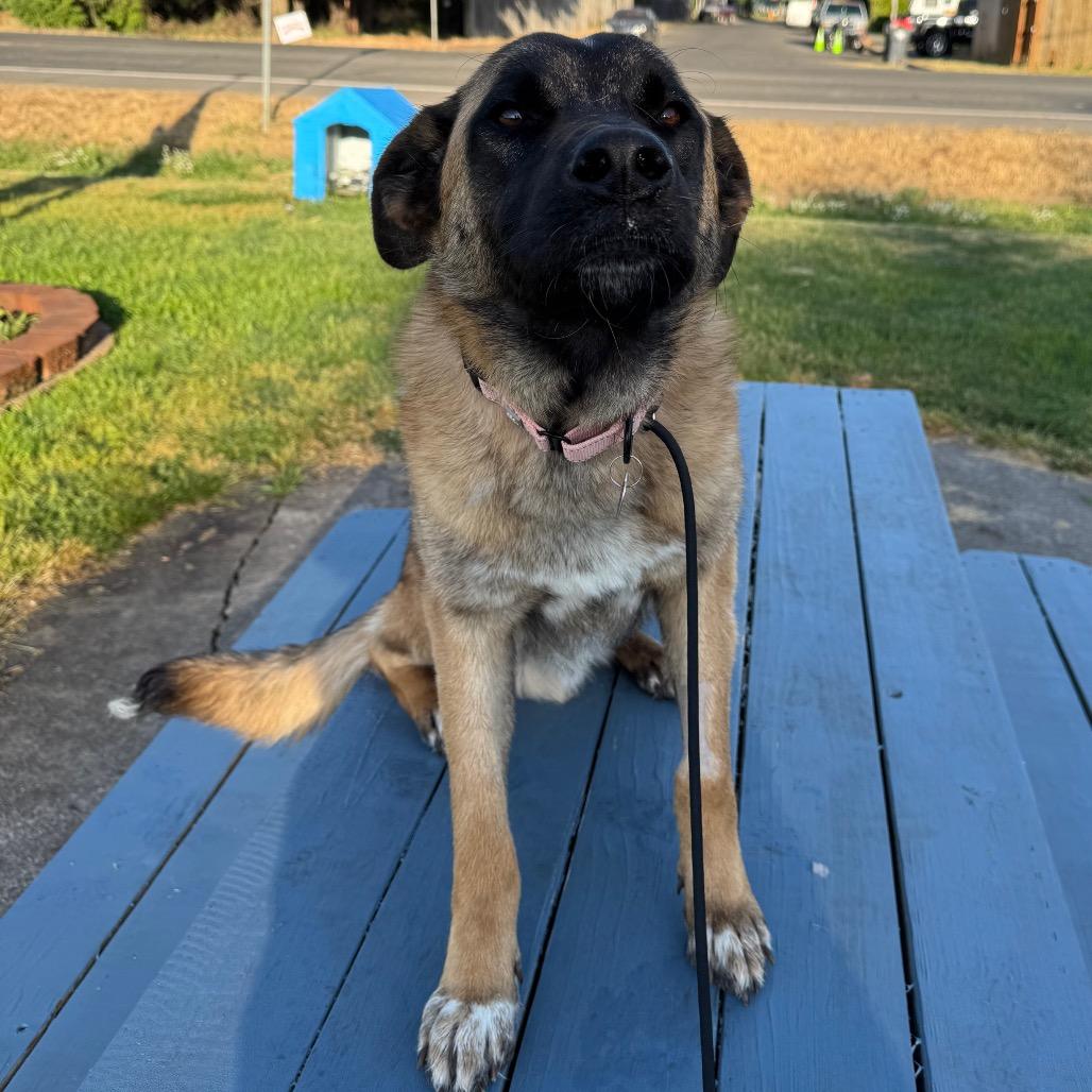 Gunther, a Adoptable Mixed Breed in Medford, OR image 2/2