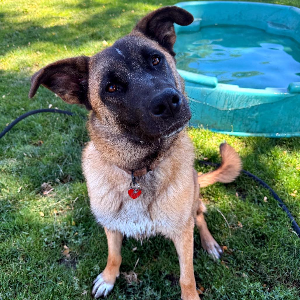 Enlarge Gunther, a Adoptable Mixed Breed in Medford, OR image 4/4