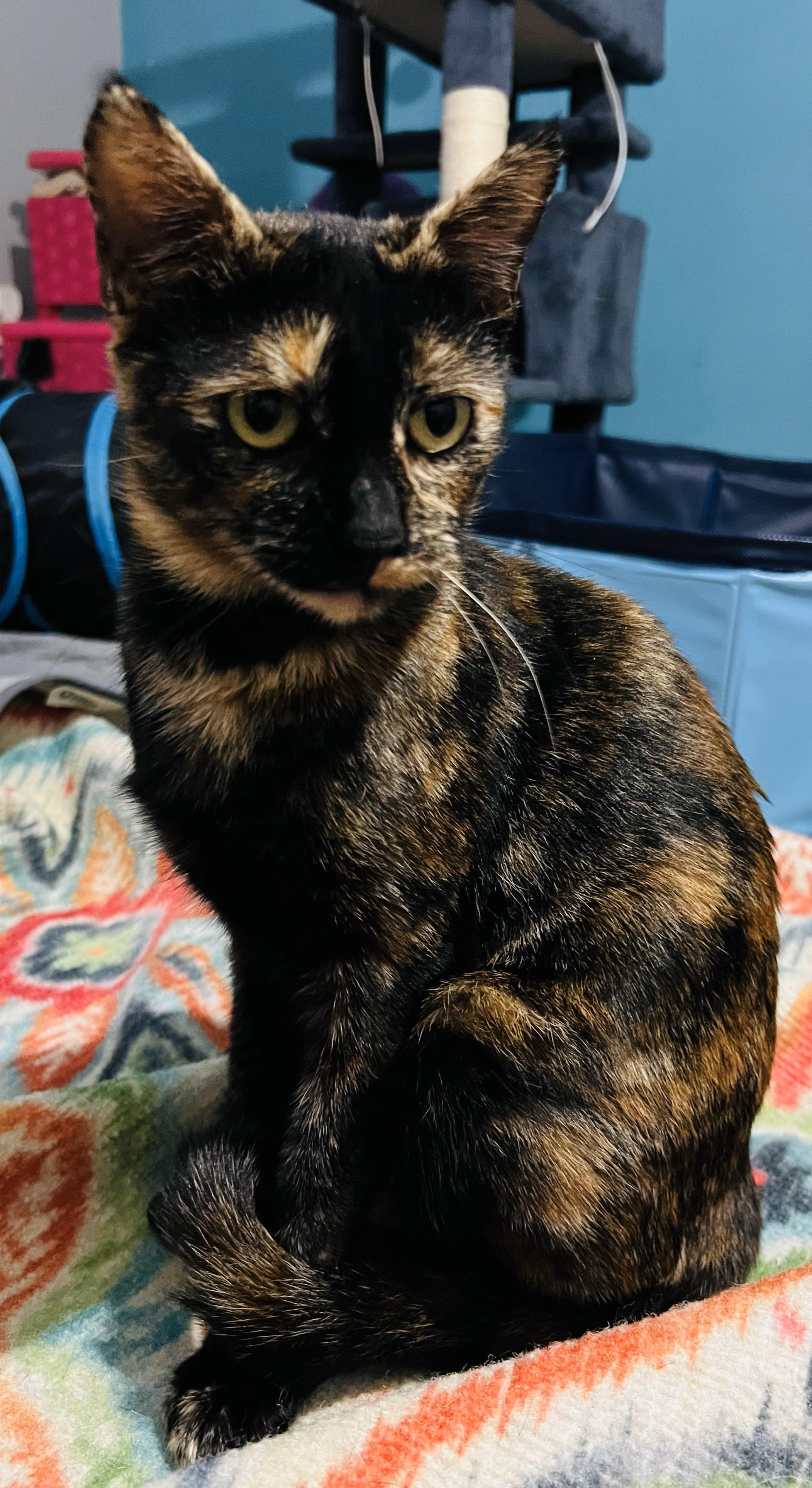 Enlarge Calli Co, a Adoptable Calico in Denton, TX image 2/3