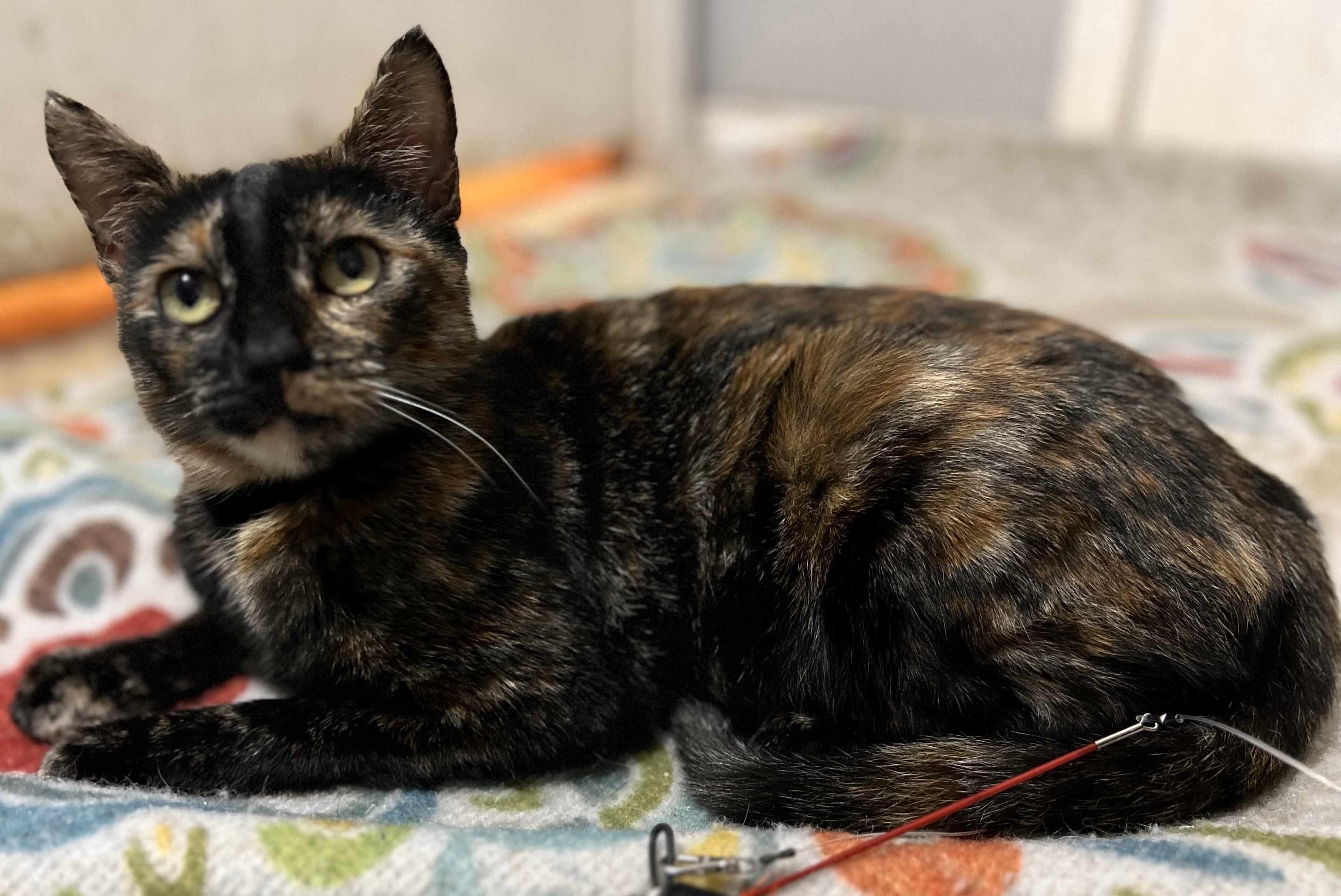 Enlarge Calli Co, a Adoptable Calico in Denton, TX image 3/3