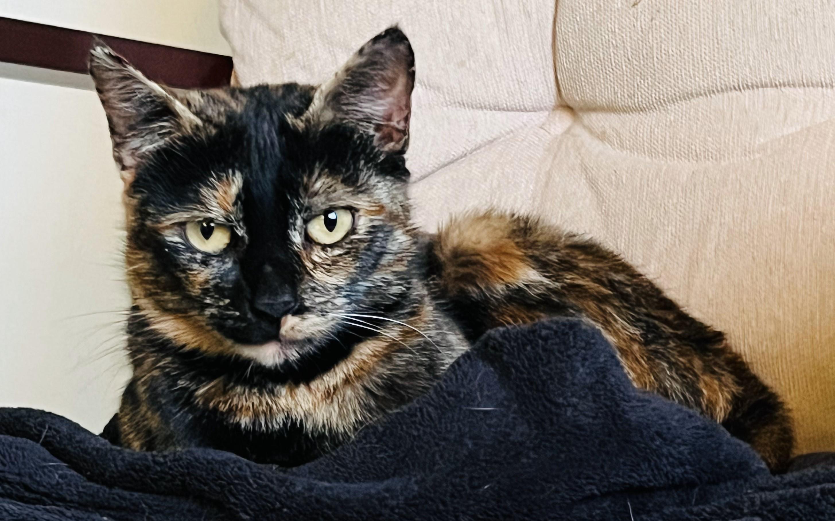 Calli Co, Adoptable, Adult Female Calico.