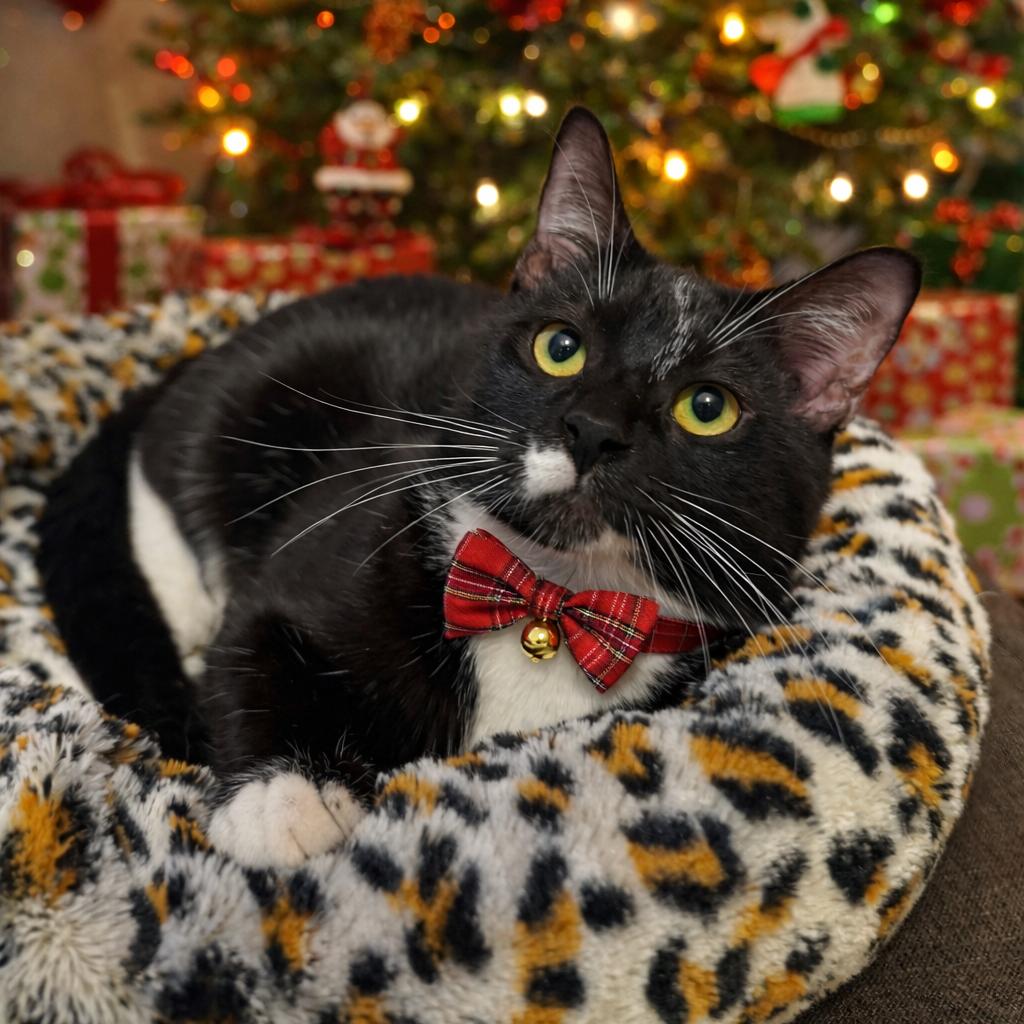 Butch Cassidy, Adoptable, Adult Male Domestic Short Hair.