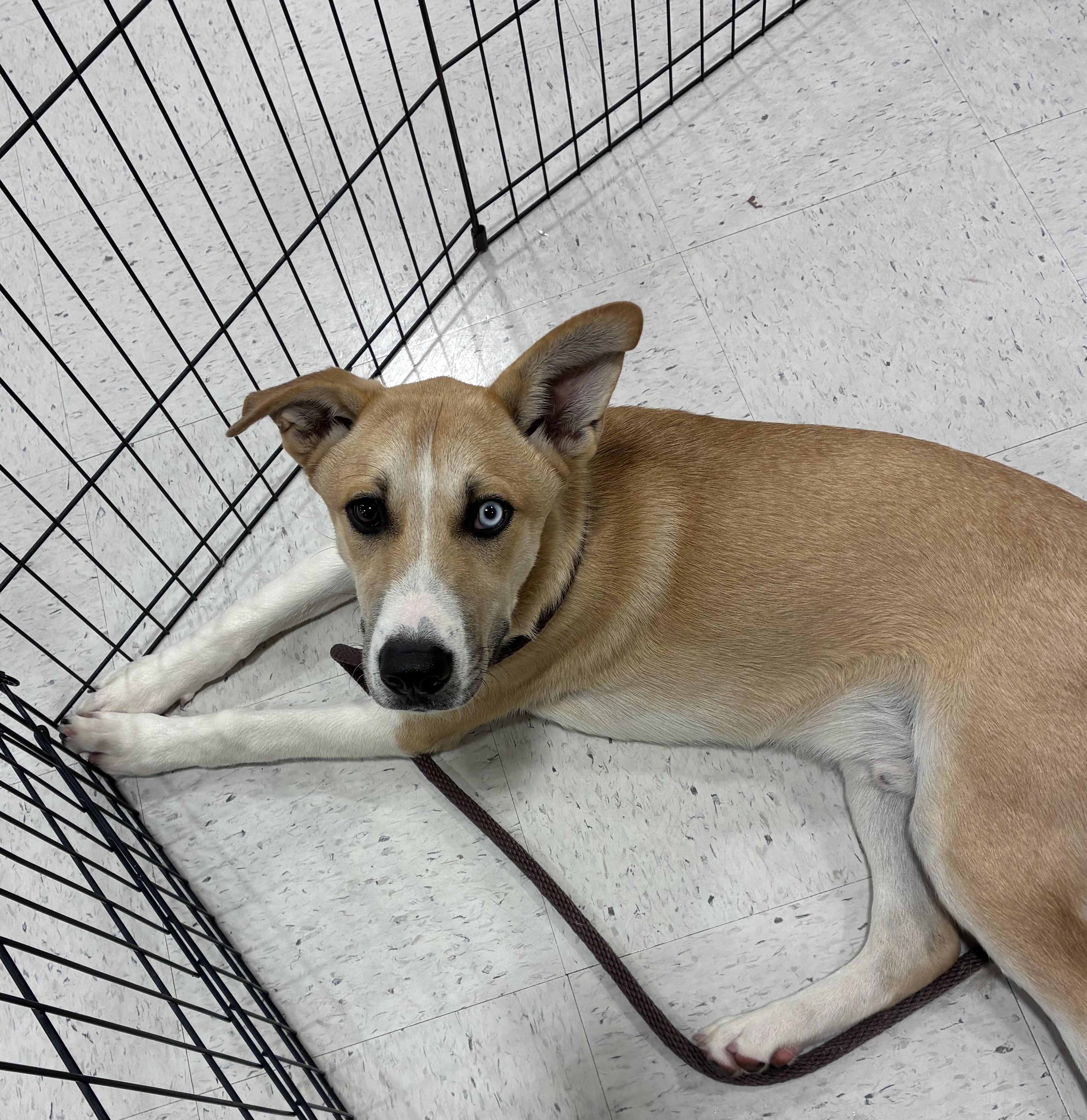 Prince, Adoptable, Young Male Husky.
