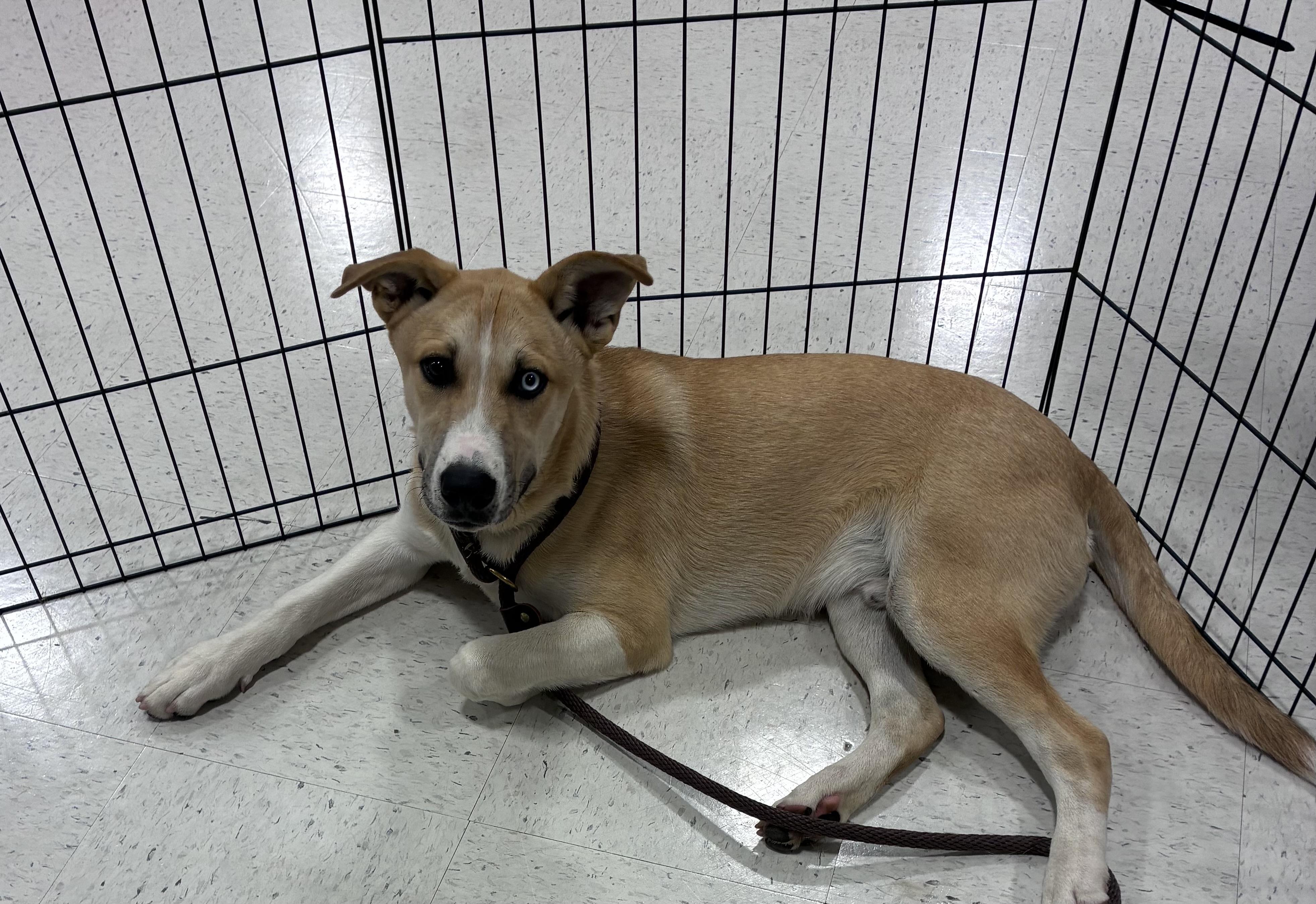 Enlarge Prince, a Adoptable mixed breed in Mt Laurel Township, NJ image 4/5