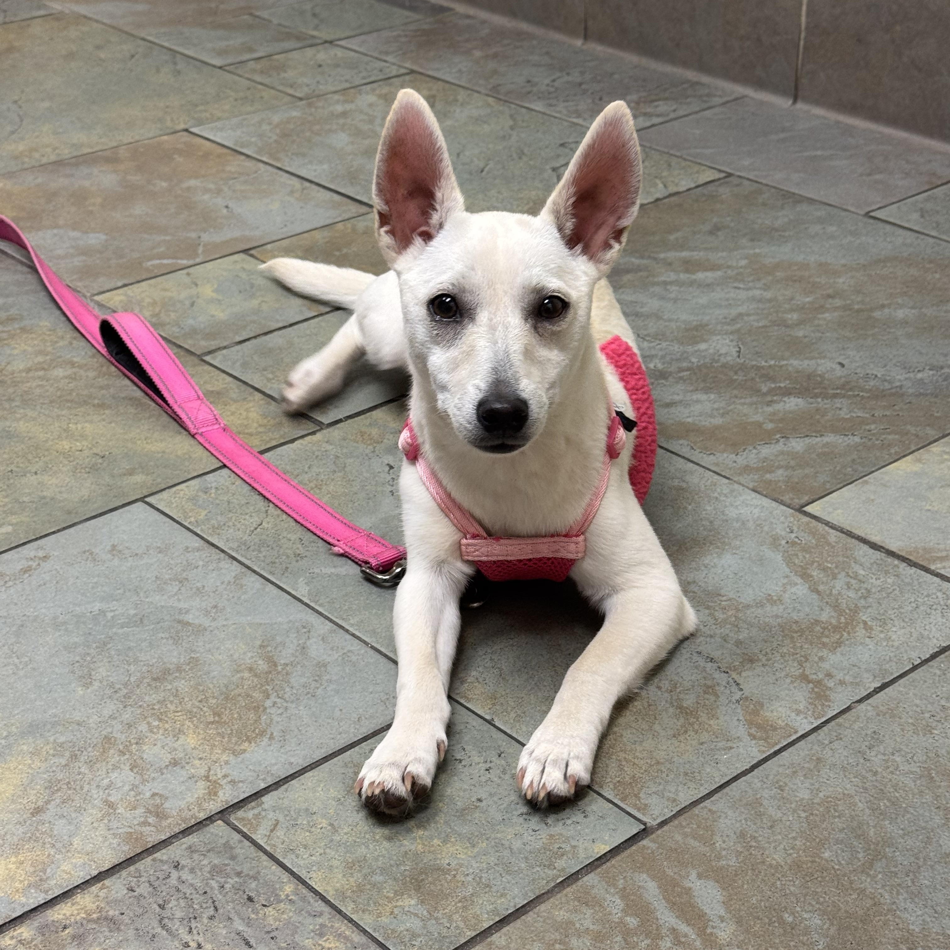 Sophie, ADOPTABLE, Young Female Mixed Breed.
