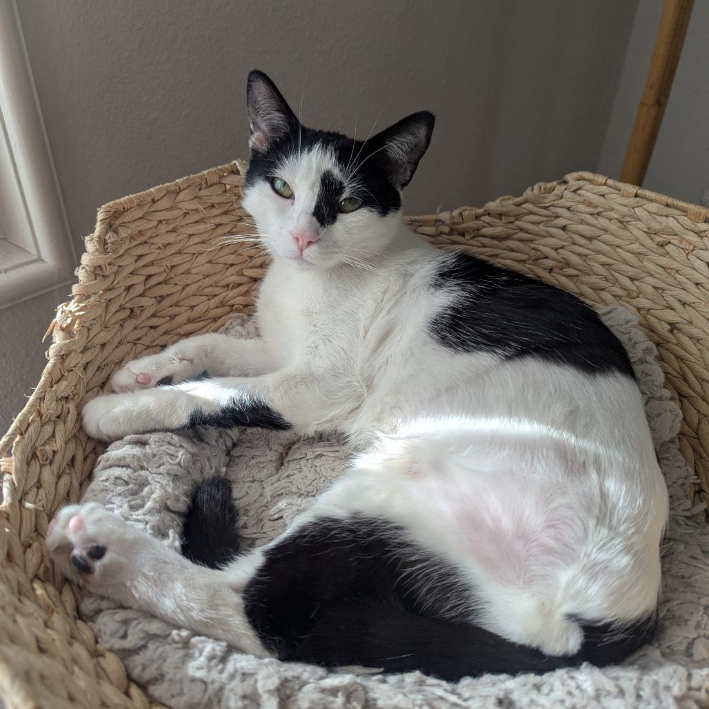 Cypress, Adoptable, Young Female Domestic Short Hair.