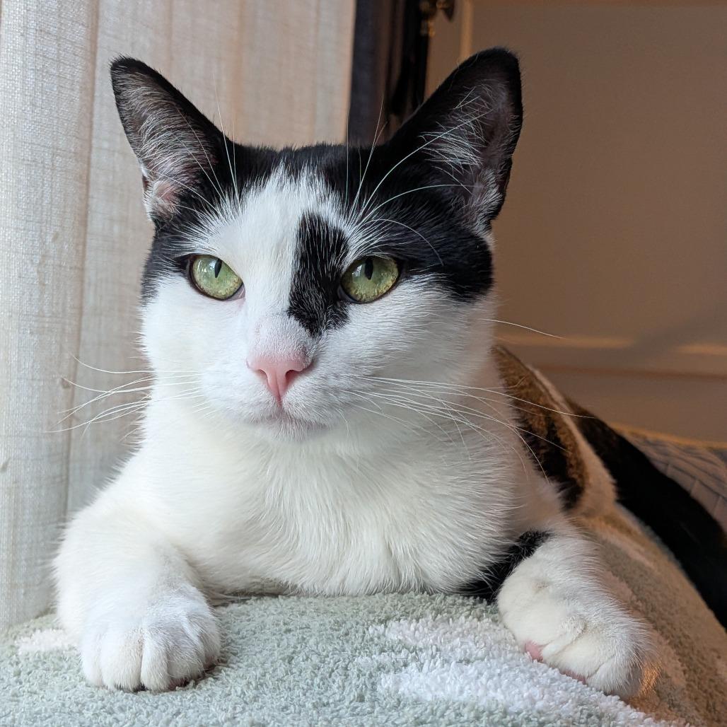 Enlarge Cypress, a Adoptable Domestic Short Hair in Long Beach, CA image 2/6