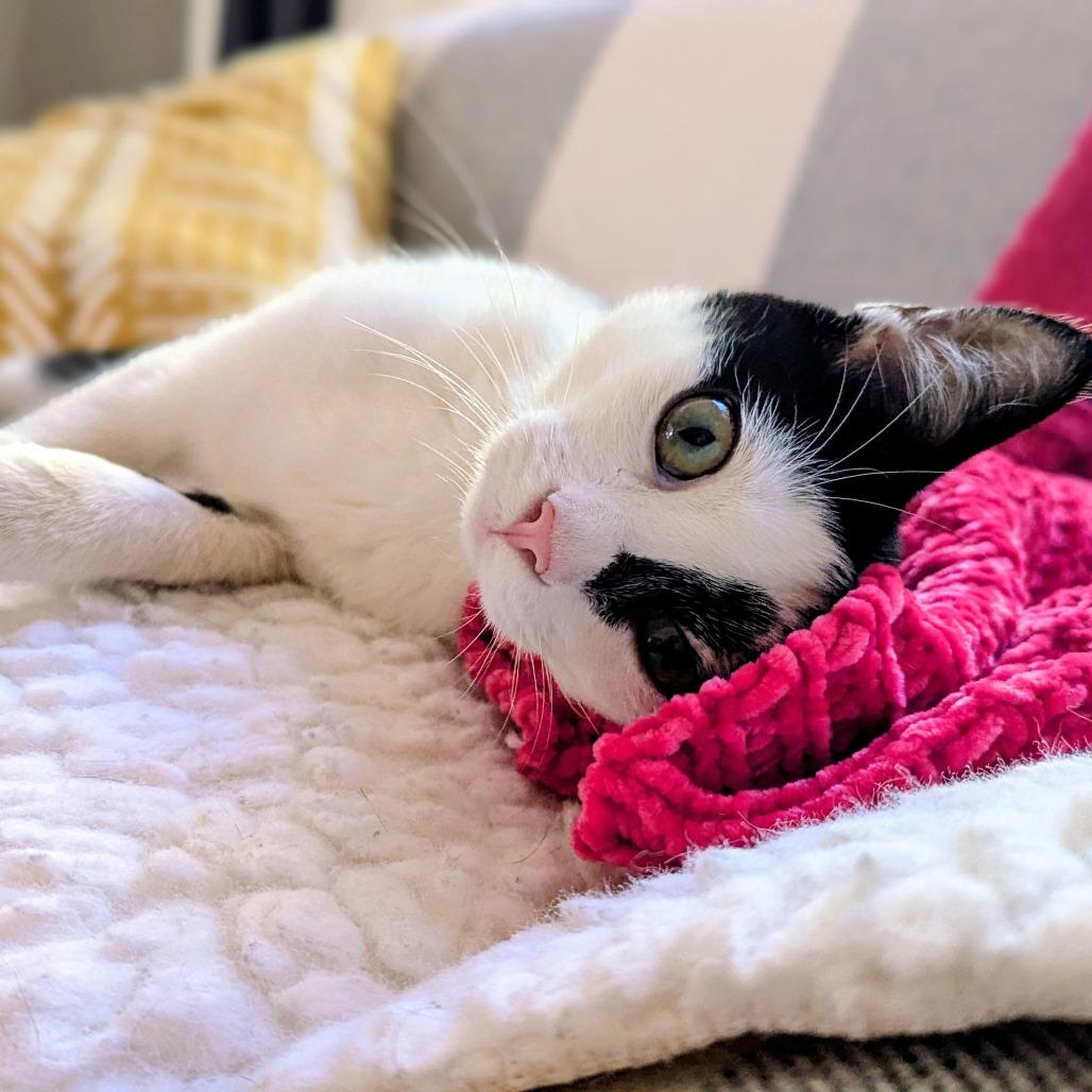 Enlarge Cypress, a Adoptable Domestic Short Hair in Long Beach, CA image 4/6