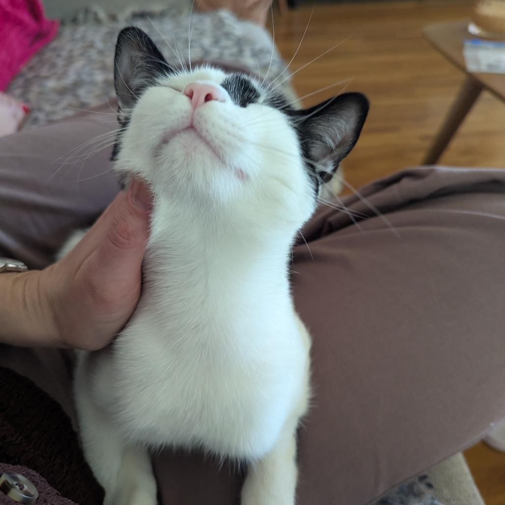 Enlarge Cypress (Skoochie), a Adoptable Domestic Short Hair in Long Beach, CA image 5/6