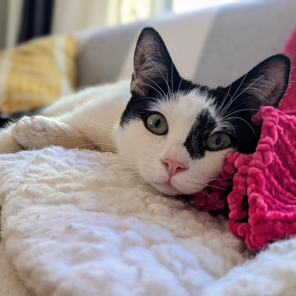 Enlarge Cypress, a Adoptable Domestic Short Hair in Long Beach, CA image 5/6