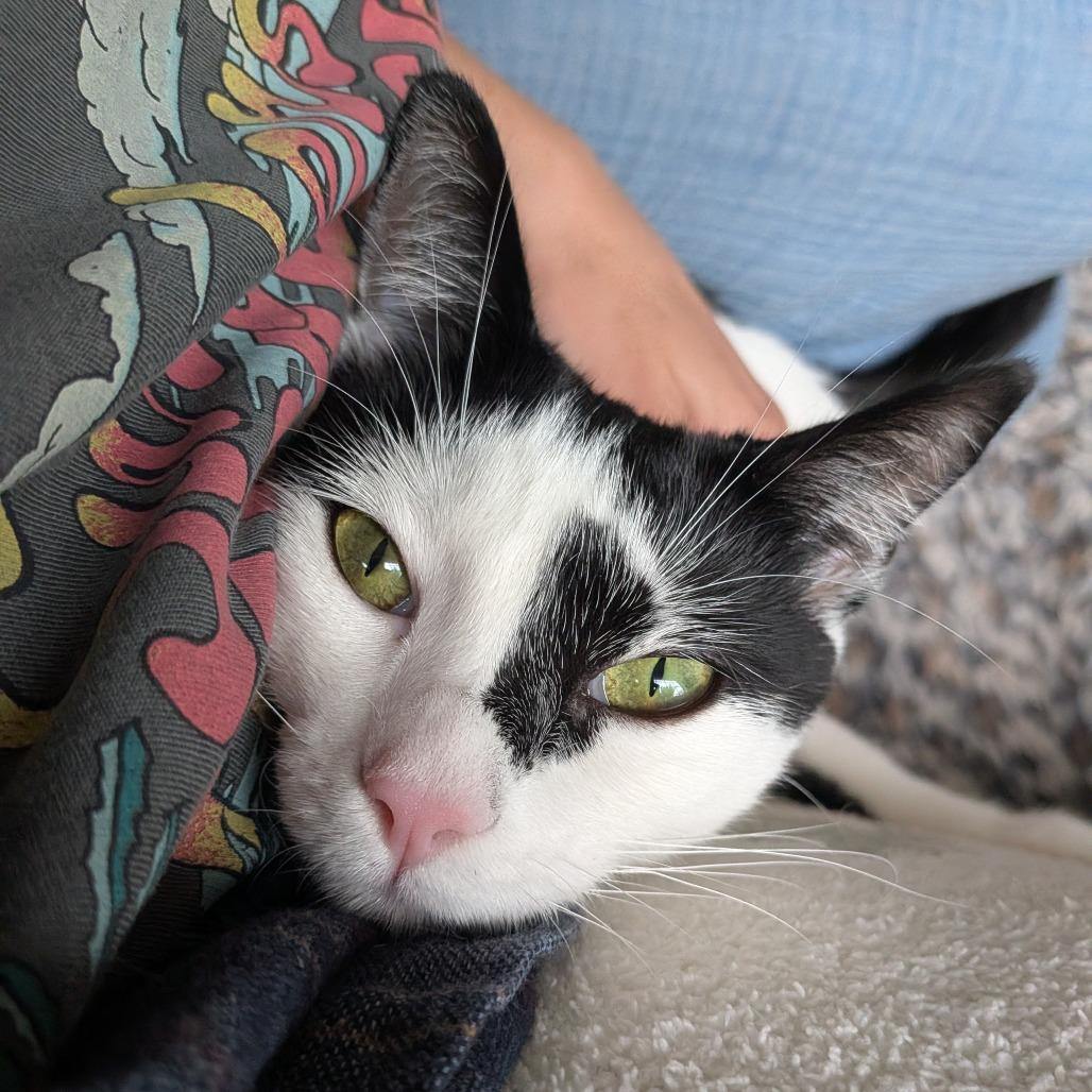 Cypress aka Skoochie, a Adoptable Domestic Short Hair in Long Beach, CA image 5/6