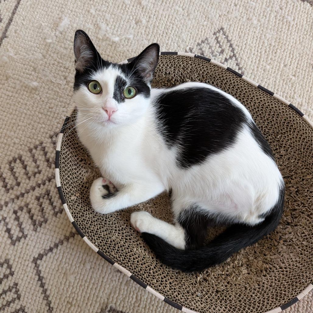 Enlarge Cypress, a Adoptable Domestic Short Hair in Long Beach, CA image 6/6
