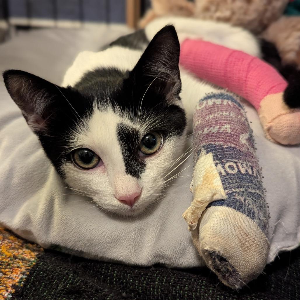 Cypress aka Skoochie, a Adoptable Domestic Short Hair in Long Beach, CA image 6/6