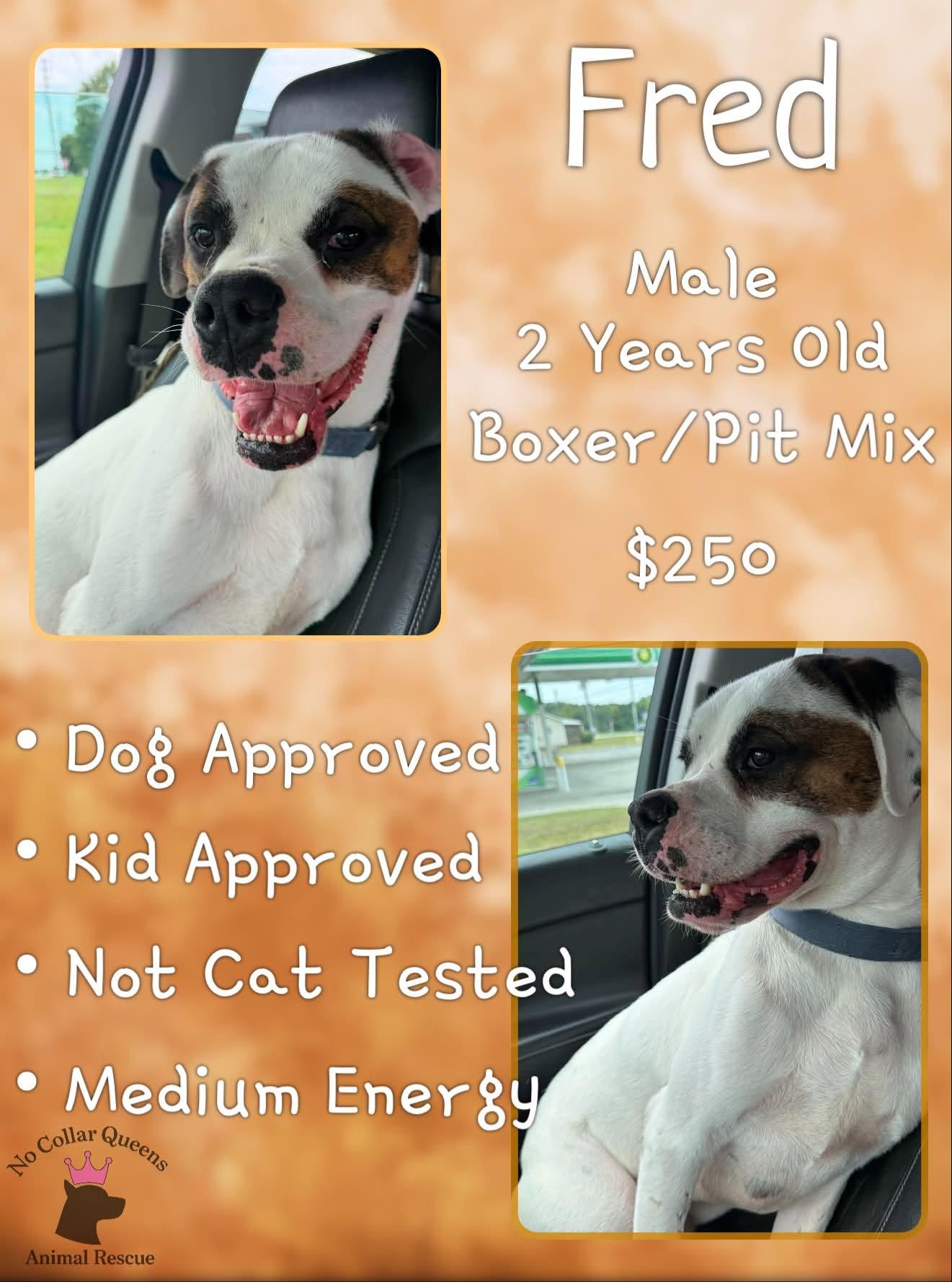 Fred, Adoptable, Adult Male Boxer.