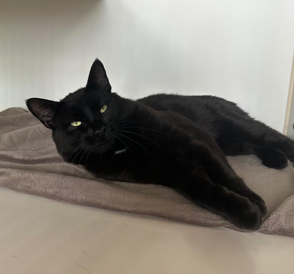 Enlarge Raivox, a Adoptable mixed breed in Newberg, OR image 1/2