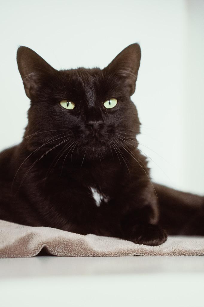 Enlarge Raivox, a Adoptable mixed breed in Newberg, OR image 2/2