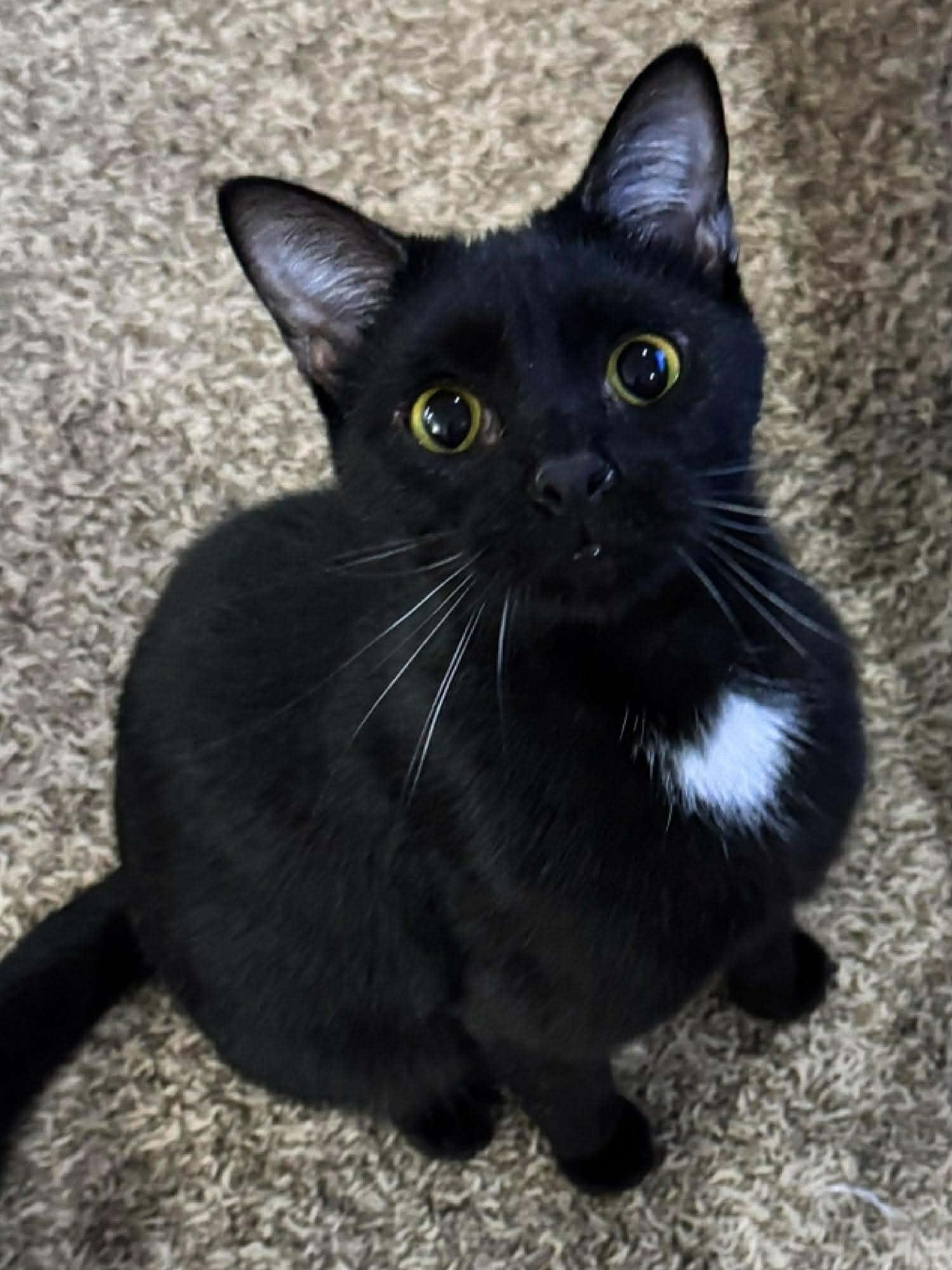 Mindy, adoptable, Young Female Domestic Short Hair.