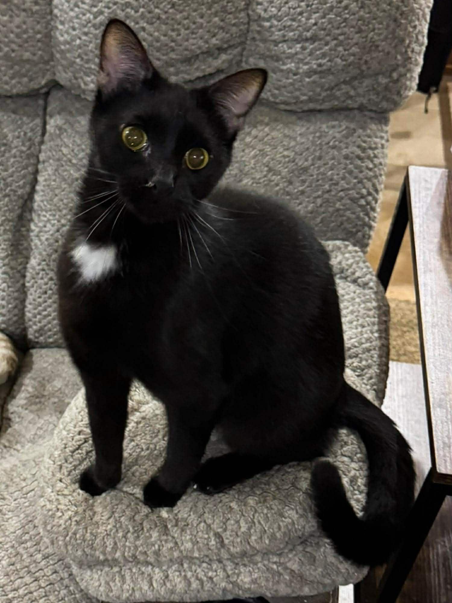 Enlarge Mindy, an adoptable Domestic Short Hair in Sioux Falls, SD image 3/3