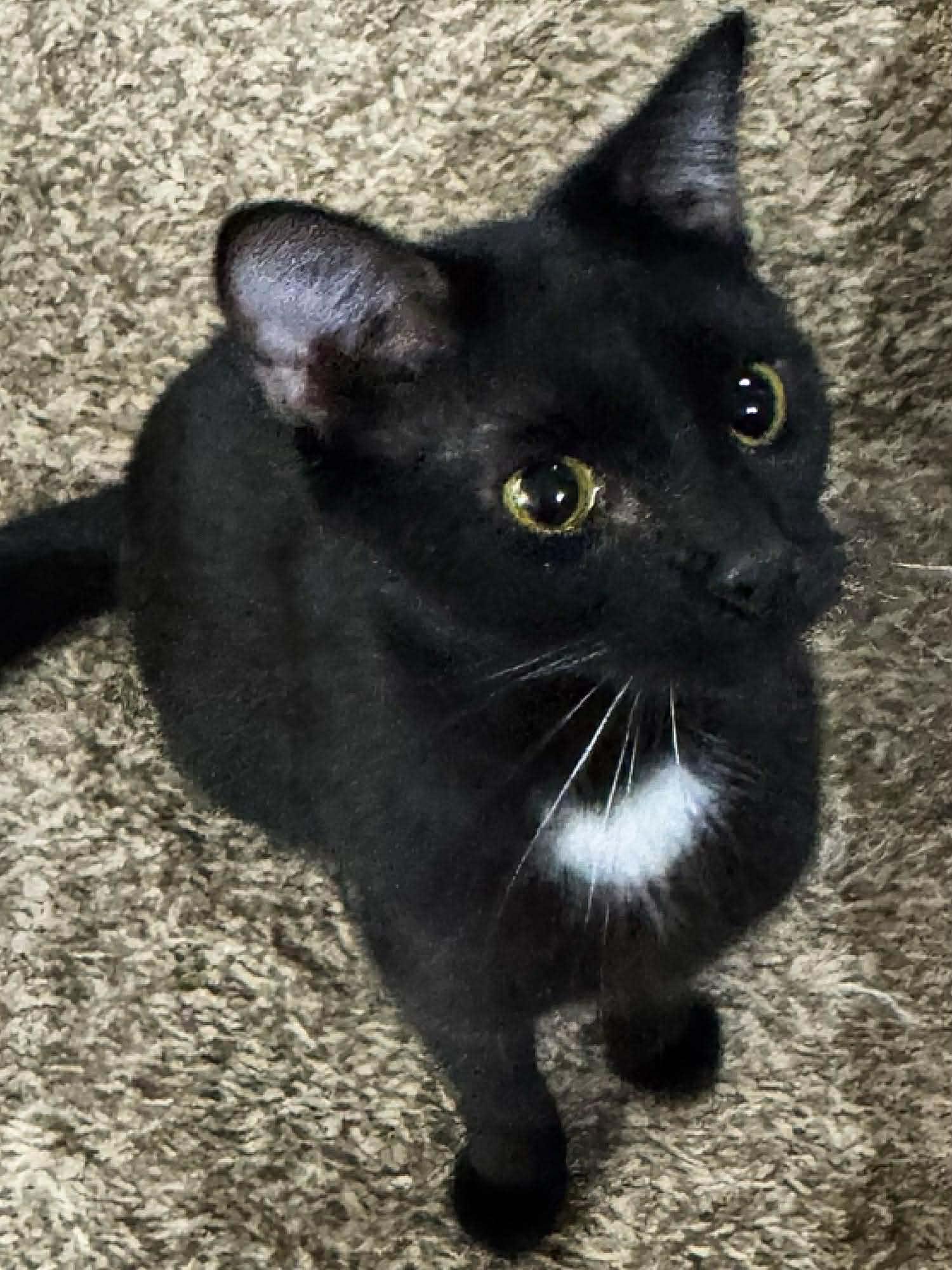 Enlarge Mindy, an adoptable Domestic Short Hair in Sioux Falls, SD image 2/3