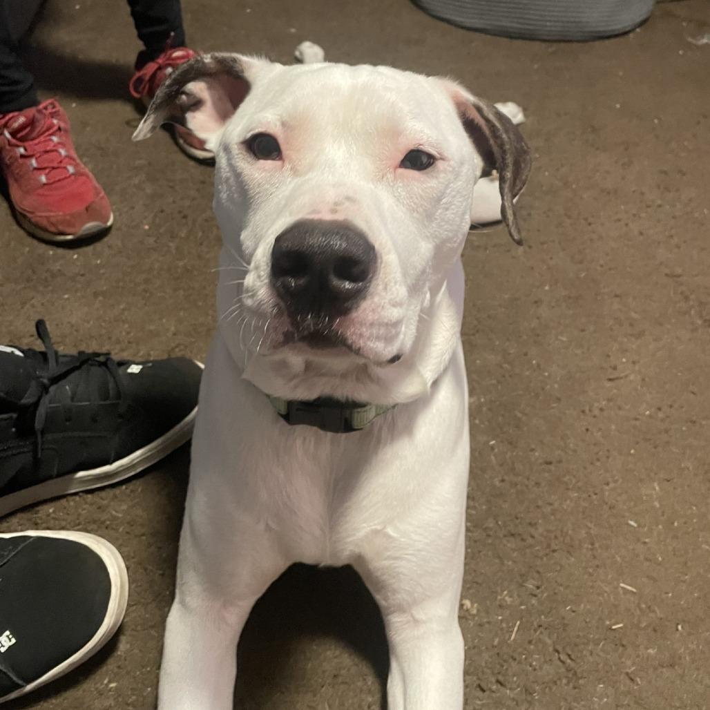 Ace (In Foster), Adoptable, Adult Male Pit Bull Terrier.