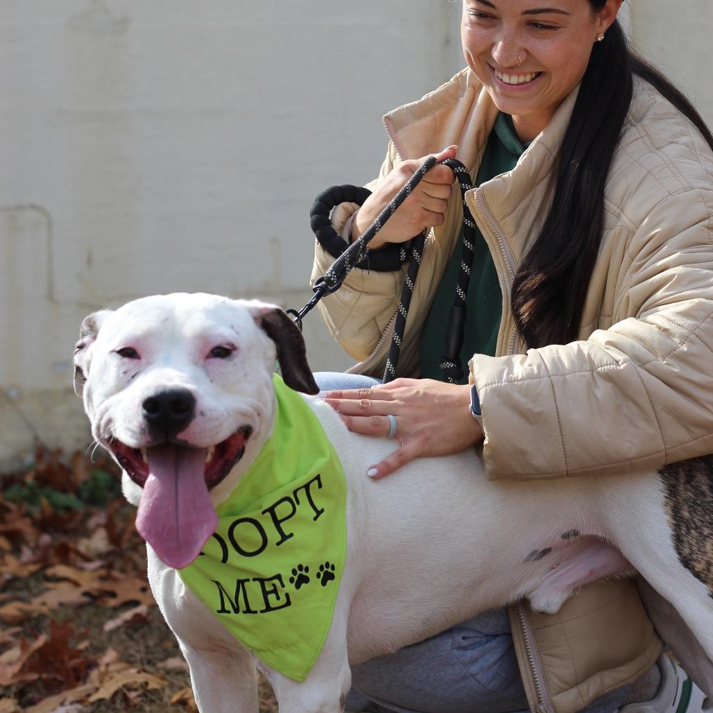 Ace (In Foster), Adoptable, Adult Male Pit Bull Terrier.