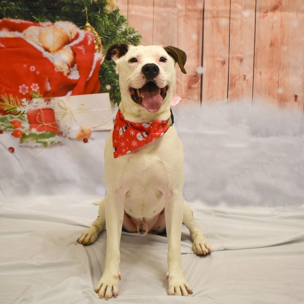 Ace (In Foster), a Adoptable Pit Bull Terrier in Vineland, NJ image 2/4