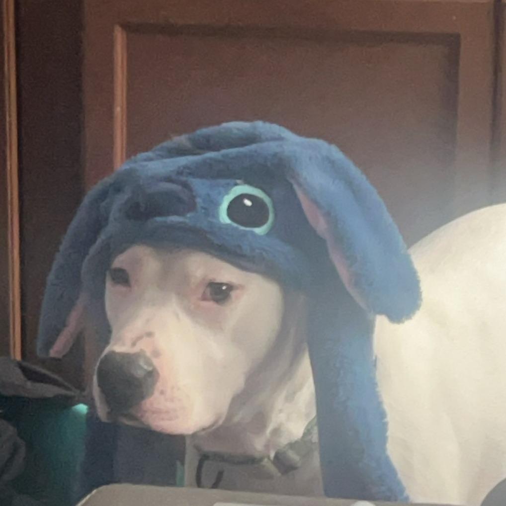 Enlarge Ace (In Foster), a Adoptable Pit Bull Terrier in Vineland, NJ image 3/4